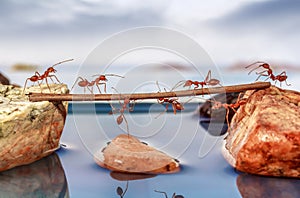 Ants trying to cross water