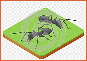 Ants vector picture