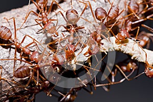 Ants and victim worm