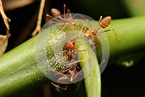 Ants walk on the twigs.