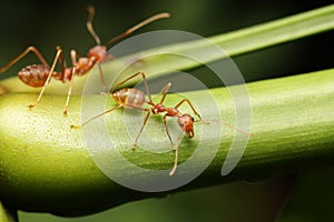 Ants walk on the twigs.