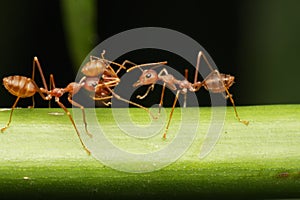 Ants walk on twigs.