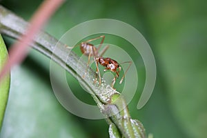 Ants walk on twigs.