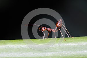 Ants walk on twigs.