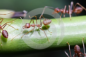 Ants walk on twigs.