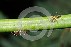 Ants walk on twigs.