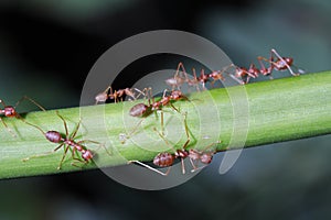 Ants walk on twigs.