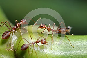 Ants walk on twigs.