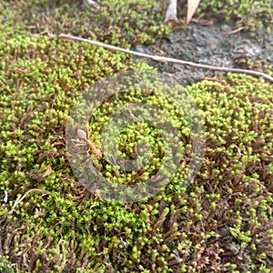 Ants that are walking on green lumit, Pictures taken in the morning