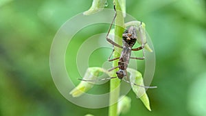 ants walking on plant stalks in the garden