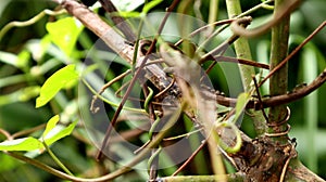 ants walking on tree branches