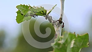 ants walking on tree trunk with blur green nature background. macro