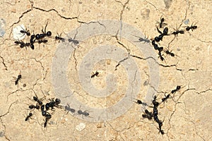 Ants war