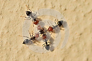 Ants war