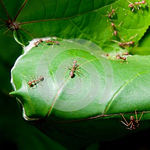 Hormigas Costura a ellos nido 