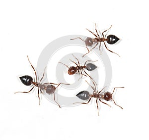 ants on a white background