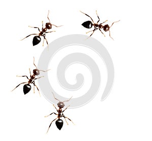 Ants on a white background.