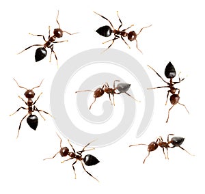 Ants on a white background.