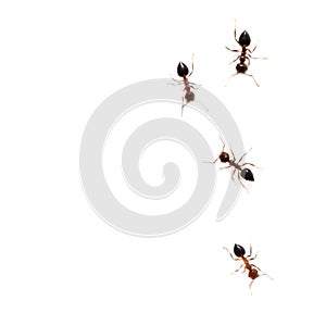 Ants on a white background. macro