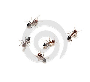 Ants on a white background. macro