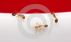 The ants on white glass, macro ants