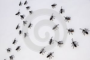 Ants on a white wall . close up