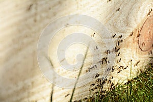 Ants on wooden plank. Busy insects teamwork