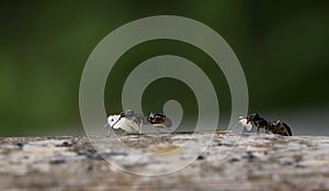 Ants at work