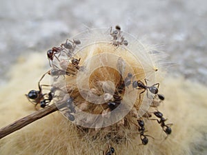 Ants work on collecting food