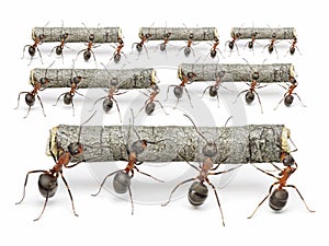 Ants work with logs, teamwork concept