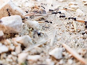 Ants workers working delivering things to their nest through a road