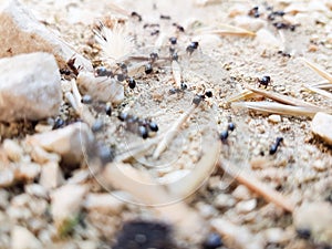 Ants workers working delivering things to their nest through a road