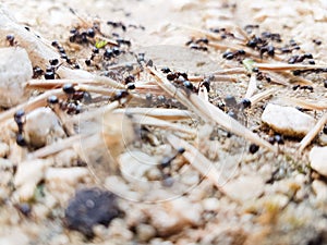 Ants workers working delivering things to their nest through a road