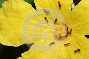 Hormigas en negocios sobre el flor 