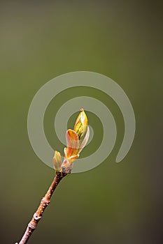 Ants working on fresh, youg  leaves on a sunny day.