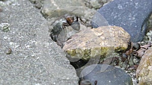 Ants working near its burrow