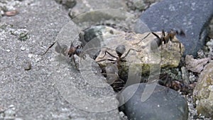 Ants working near its burrow