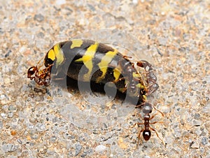 Ants (Tetramorium caespitum) at work
