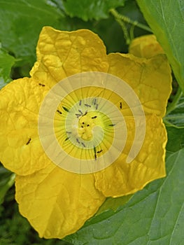 ants on the yellow winter melon flower