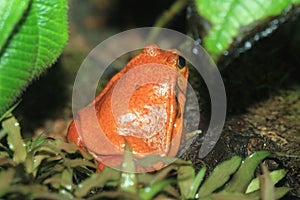 Antsouhy tomato frog