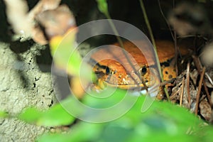 Antsouhy tomato frog