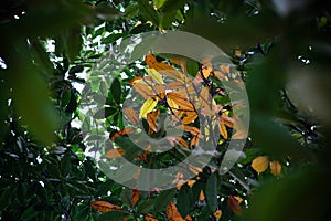 The antumn leaves in a tree in park