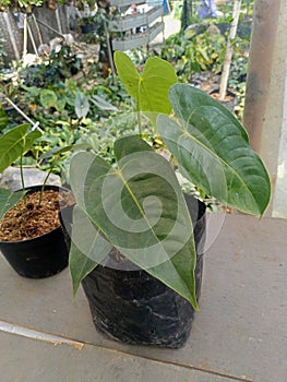 Anturium victhi hibrid photo