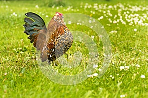 Antwerp rooster beauty