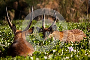 AntÃ­lopes africanos eating in a safari in Kenya, Africa