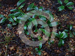 Anubias aquarium plants growing in a nursery