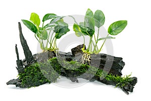 Anubias barteri aquarium plants and green moss