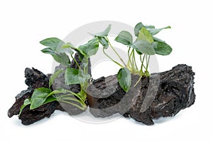 Anubias barteri aquarium plants on small driftwood