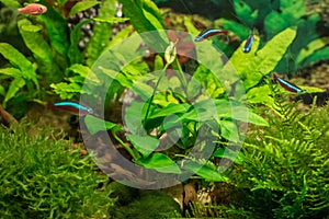Anubias plant with flower in aquarium