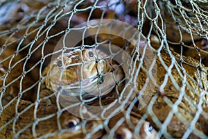 Anura,frog,Breeding frogs.